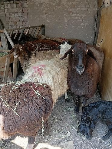 мясо быков: Продаю | Овца (самка) | Для разведения | Матка — 3