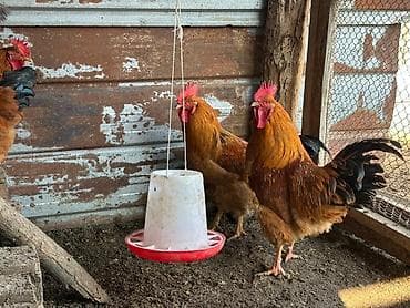 собаки сколько стоит: Продаю | Петух, Инкубационные яйца | Кучинская | На забой, Для разведения, Несушки — 2