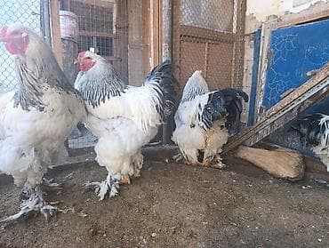 яйцо брамы: Продаю | Куры | Брама | Для разведения — 5