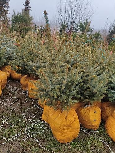 авто эмаль: Живые ели голубые (Picea pungens, «голубая ель») с комом земли - — 2