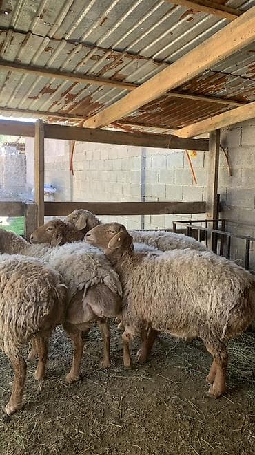 бараны которые маленькие за 8000: Продаю | Овца (самка) | Для разведения | Племенные — 3