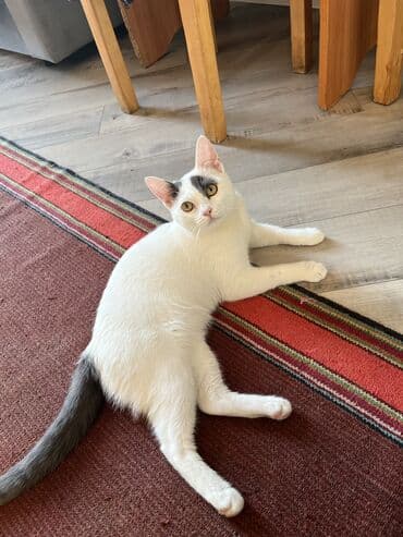 купить курицу домашнюю: Беспородная, 8 месяцев, Мальчик, Биколор, Кастрирована, Приучена к лотку, Проглистована — 4