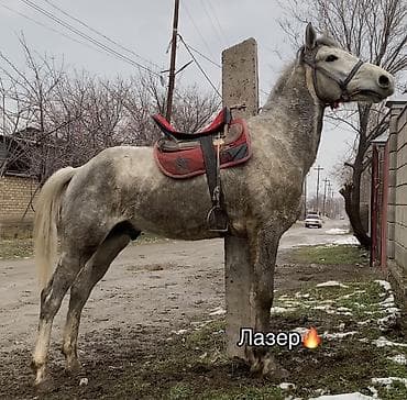 Үй жаныбарлары үчүн товарлар: Сатам | Байтал | Жумушка — 2