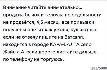 тай бишкек: Сатам | Музоо | Голштин | Көбөйтүү үчүн | Жасалма уруктандырылган — 5