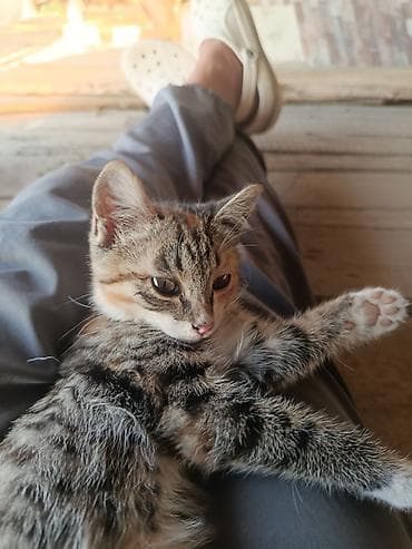 котенок шиншилла купить: 4 месяца, Девочка, С прививками — 2