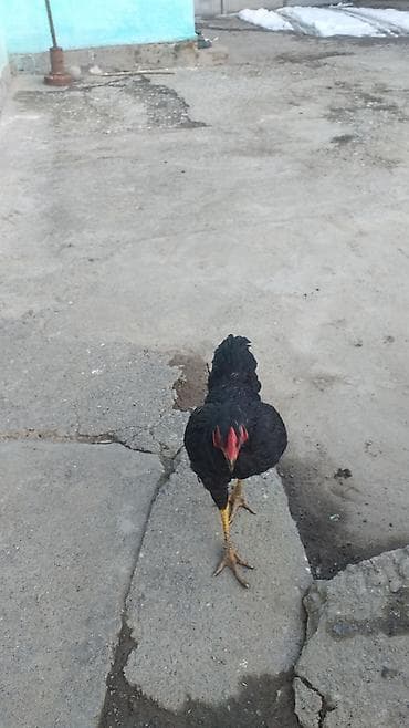 Продаю | Петух | Для разведения