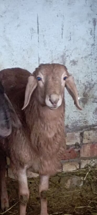 купить рыбу клоуна: Продаю | Ягненок, Баран (самец) | Арашан | Для разведения | Племенные, Осеменитель — 4