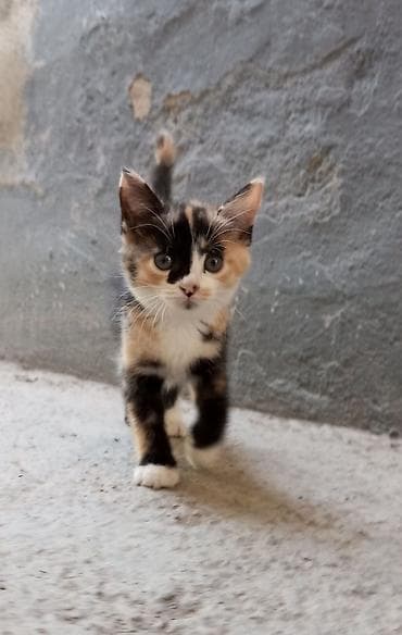 Мышыктар: 🐾 Ищут дом два замечательных котёнка! 🐾 Ищем любящих, заботливых и — 2