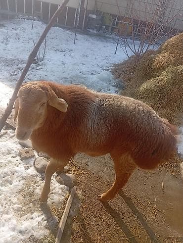 Продаю | Овца (самка) | Для разведения
