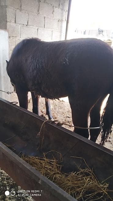 лошади: Продаю | Жеребец | Рабочий — 3