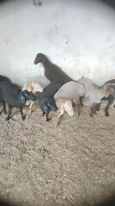 кара балта тай: Продаю | Баран (самец) | Для разведения | Племенные — 4