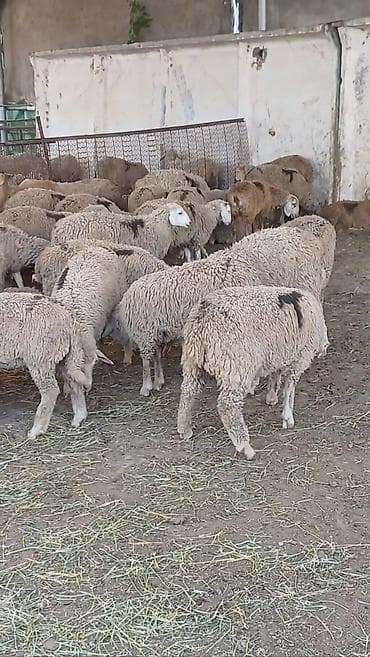 бишкек кошка: Сатам | Ургаачы кой (ургаачы), Козу, Кочкор (эркек) | Аргын, Меринос | Союуга, Көбөйтүү үчүн, Жүн үчүн | Бычылган, Токту — 2