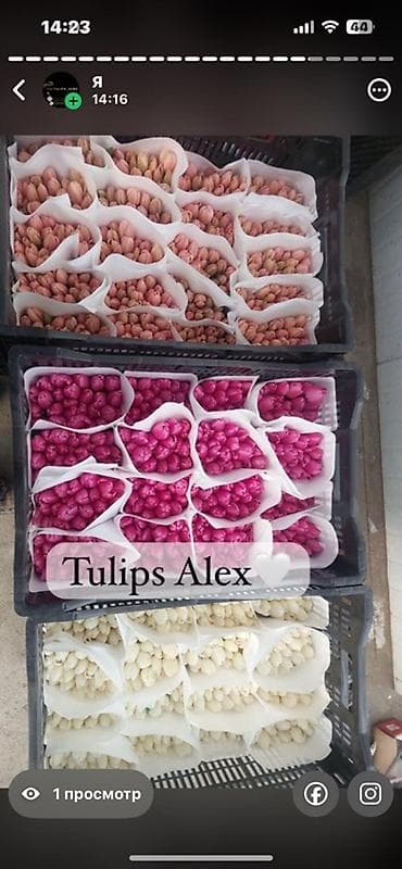 Кухонные принадлежности: Тюльпаны Tulips Alex💐🌷🌷 - Срезанные тюльпаны в упаковках по пучкам, в — 1