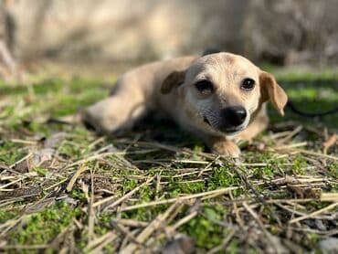 сколько стоит немецкая овчарка: Ищем дом для молодой стерилизованной девочки(рожать не будет) — 4
