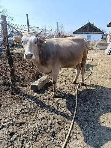 Мышыктар: Сатам | Уй (ургаачы) | Сүт алуу үчүн | Байланган — 1