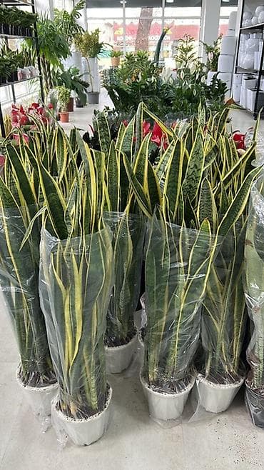 сла: Сансевиерия (Щучий хвост, Sansevieria trifasciata) в пластиковом — 2