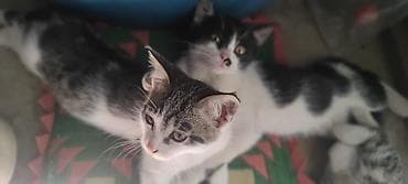 животные котята: Кошка даром: Беспородная, 3 месяца, Мальчик — 7