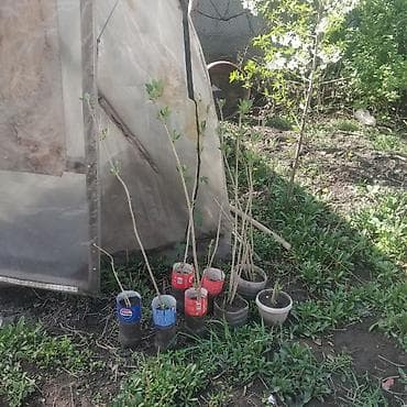 саженцы пионы: Саженцы декоративных кустарников и многолетников в контейнерах. В — 3