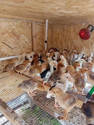 в связи с переездом отдам попугая жако в добрые руки: Продаю | Цыплята | Домашняя | Для разведения — 8
