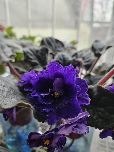 Хойялар: Продам фиалки — 4