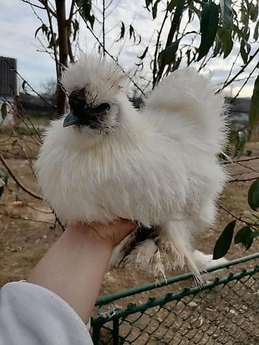 Продам кур порода - китайская шелковая. Данная порода характеризуется