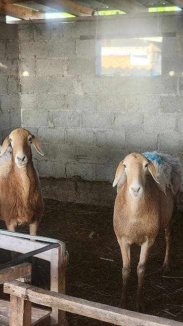 chi su: Продаю | Овца (самка) | Для разведения | Матка — 2