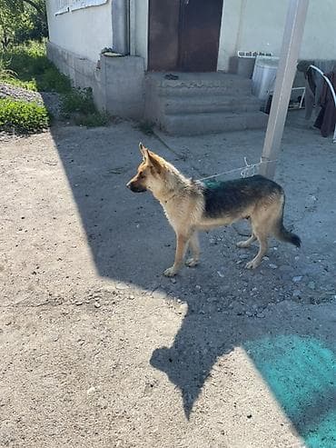 продажа домашних животных: Щенки от служебной собаки (тип овчарки) - Помет многочисленный, щенки — 1