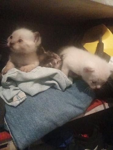 котята отдам: Котята, пушистые комочки счастья. Описание: - Помёт из нескольких — 2
