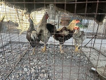 перепелки живые: Продаю | Куры | Домашняя | Для разведения — 2