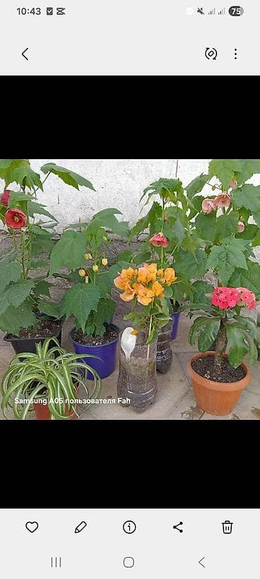 Бөлмө өсүмдүктөрү: Комнатные растения в горшках - Абутилон (комнатный клен) — несколько — 1