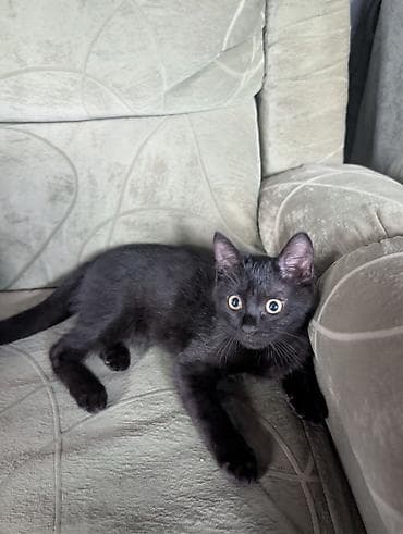 Животные: Очаровательный домашний котёнок, чёрный окрас (solid black) — 1