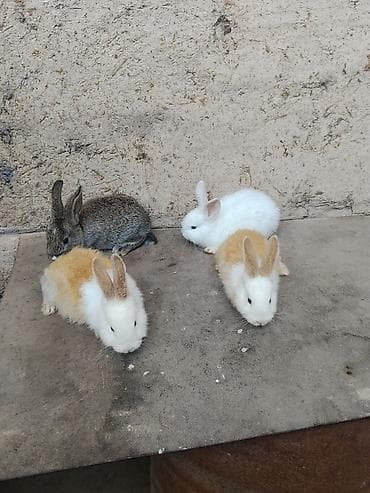 шпиц щенок: Продаётся кролики другой породы 1 месяцев 4 штук — 3