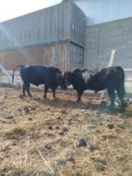 показы 1 354 72 договорная кошка даром британская короткошёрстная 1 год мальчик метис 2 позвонить написать: Продаю | Бык (самец) | Ангус | Для разведения | Племенные — 1