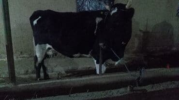 коврики для коров: Продаю | Корова (самка) | Голштин, Аулиекольская | Для молока | Стельные — 9