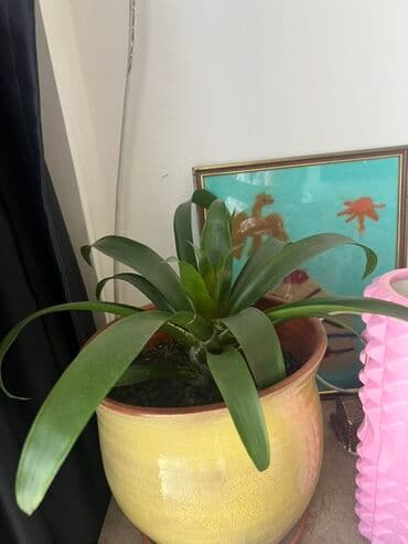 растения для аквариума: Комнатные растения в горшках (несколько вариантов) - Кливия (или — 1