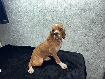 шинки афчарки: Чистокровные Щенки Английского пойнтера !возраст 3 Месяца, Привитые — 5