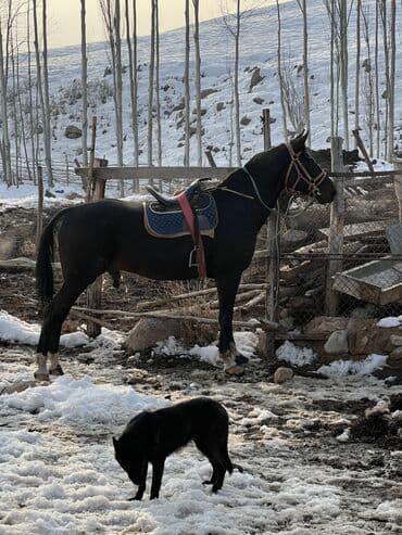 тайган собака цена бишкек: Сатам | Байтал — 3