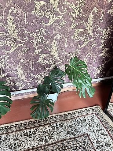 живопись натюрморт: Монстера делициоза (Monstera deliciosa) в горшке. - Крупное комнатное — 4