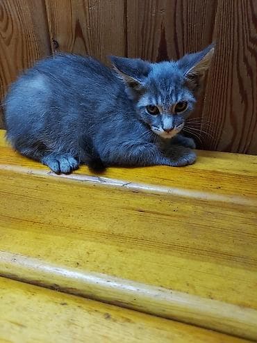 мейнкун: Мейн-кун, 3 айлык, Эркек, Боз, Лотокко барууга үйрөтүлгөн — 2