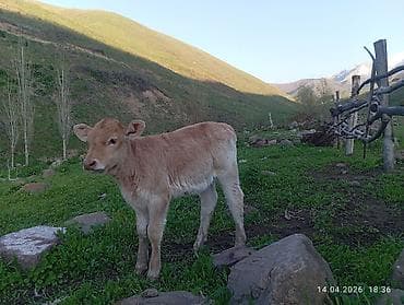 гисар матки: Продаю | Тёлка | На откорм — 3