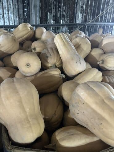 шкаф в ванную бишкек: Тыква Матильда Срочно❗️❗️❗️ - Сорт: баттернат (грушеобразная, с — 1
