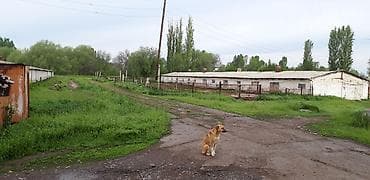 Кыймылсыз мүлк: Мүйүздүү бодо мал фермасы, 75 соток, Канализация, Скважина — 5
