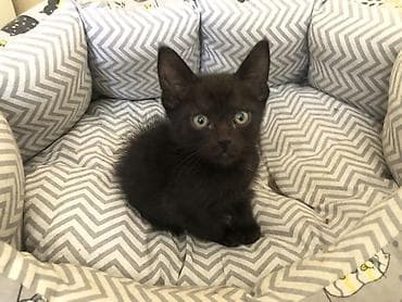чёрные кошки: Беспородная, 4 месяца, Мальчик, Черный — 1