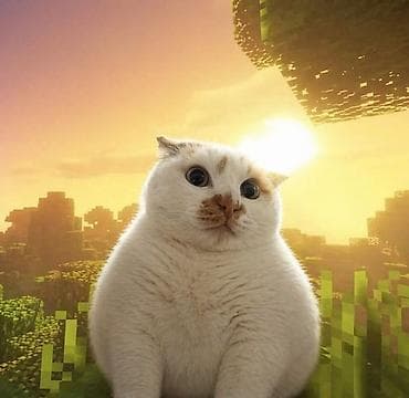 американская короткошерстная кошка купить: Трёхцветная кошка отдам даром девочка очень красивый котик приручен к — 4