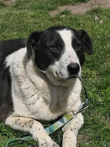 собаки звонок: Собака даром: Дворняжка, 2 года, Самка, С прививкой — 5