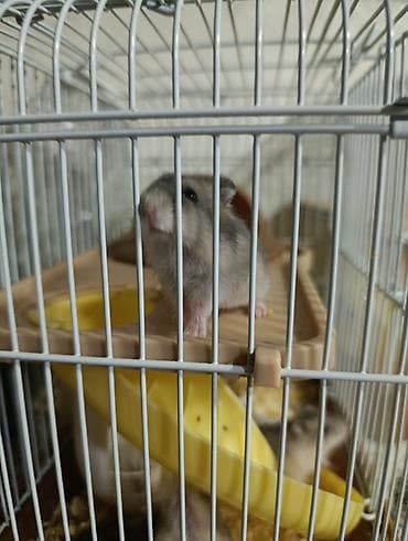 капкан для крысы: Продаю хомячков есть мальчики девочки парода Джунгарии месяц,6 шт — 3