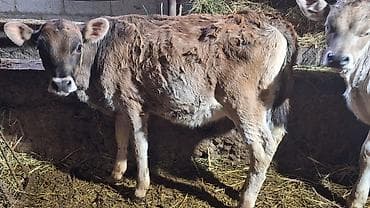 Животные: Продаю | Музоо, торпок | На откорм | Искусственник — 1