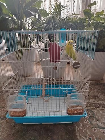 куры цыплята: Волнистые попугаи с клеткой и аксессуарами - Пара волнистых попугаев — 2