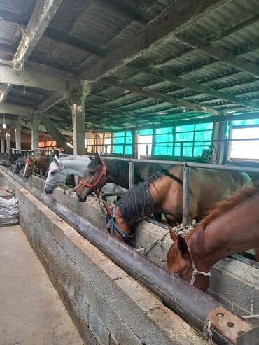 продажа щенков немецкой овчарки с документами в бишкеке: Сатам | Бээ (ургаачы) | Союуга — 8