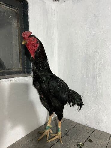 клетка дакан: Продаю | Куры | Бойцовая | Для разведения — 4